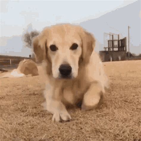 doggies gif|Doggie GIFs .